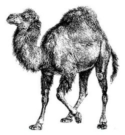 Perl camel